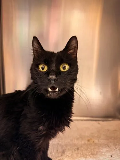 A senior small-sized female Domestic Short Hair cat named Scout for adoption in Missoula, MT