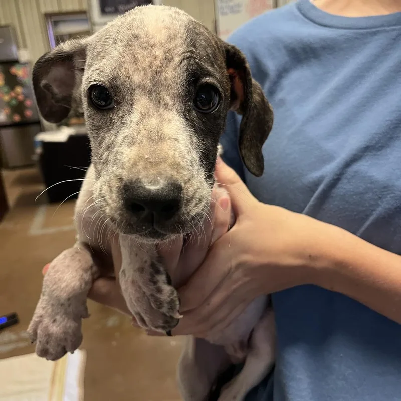 A baby small-sized male Boxer dog named Allstate for adoption in Stephenville, TX