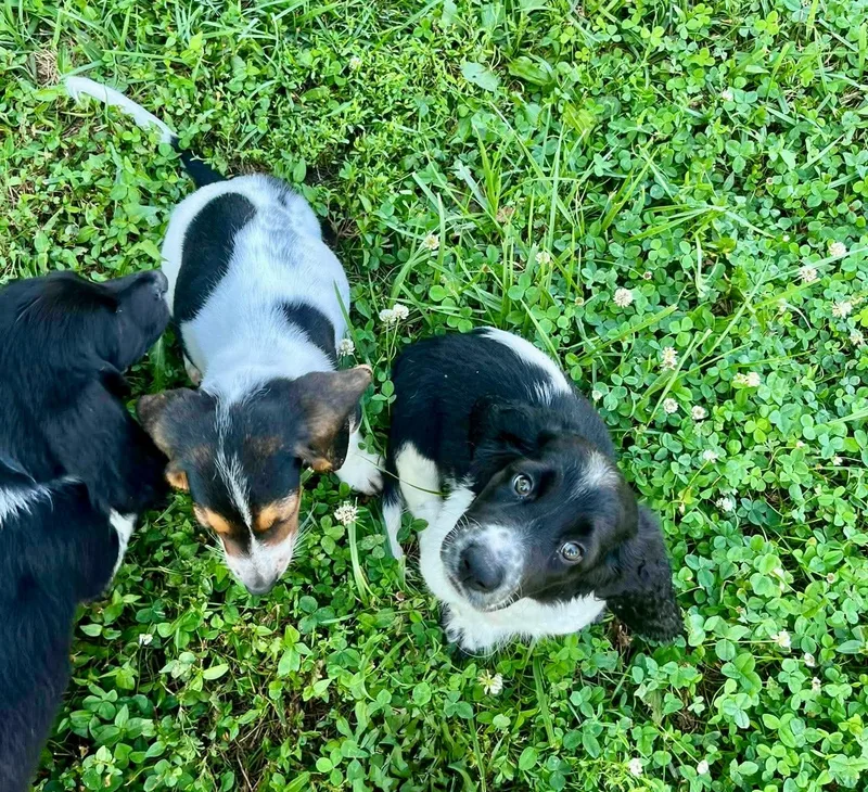 A baby small-sized female Basset Hound dog named Monday for adoption in Richmond, KY