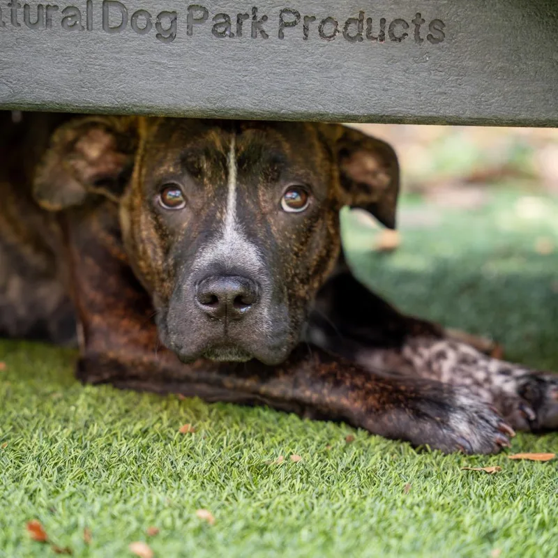 A young medium-sized male Brown / Chocolate Terrier dog named Petey for adoption in Gainesville, GA
