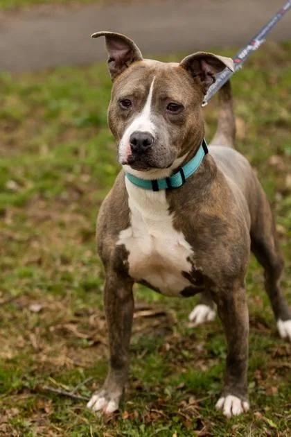 An adult medium-sized male Mixed Breed dog named Stewart Little for adoption in West Chester, PA