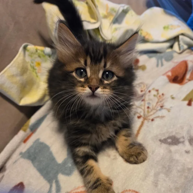 A baby small-sized male Black Domestic Medium Hair cat named Willy for adoption in Springfield, IL
