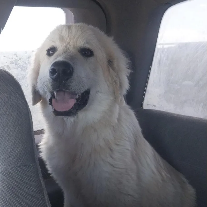 A young extra large-sized male White / Cream Great Pyrenees dog named Thor for adoption in Kim, CO