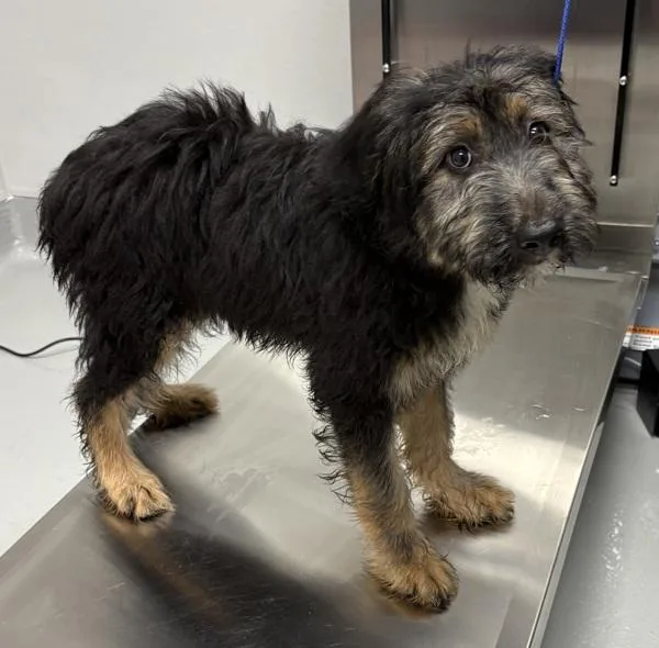 A baby medium-sized female Wheaten Terrier dog named Pen  Jenny for adoption in Lawrenceville, GA
