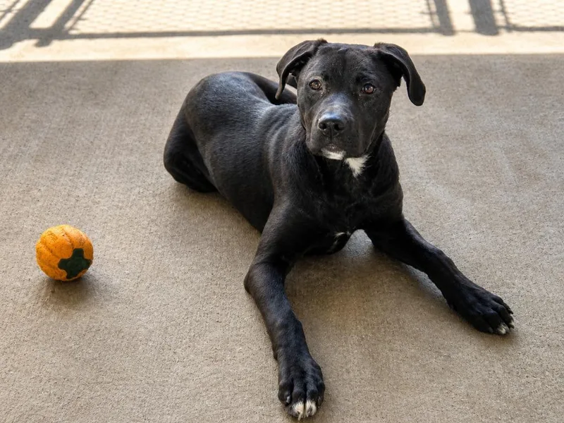 A baby medium-sized female Mixed Breed dog named Minsy for adoption in Rome, GA
