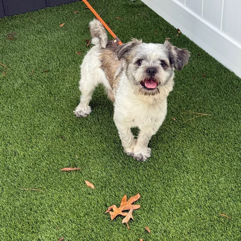 Chewy