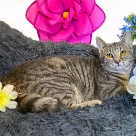 Starfish thumbnail 2