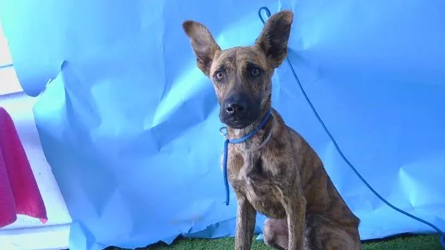A young small-sized male Belgian Shepherd / Malinois dog named A for adoption in Gardena, CA