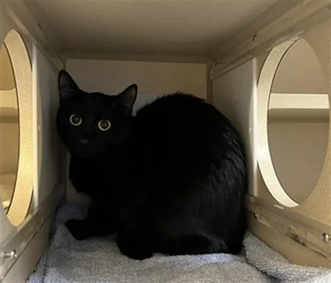 A young small-sized female Domestic Short Hair cat named Bethany for adoption in Denver, CO
