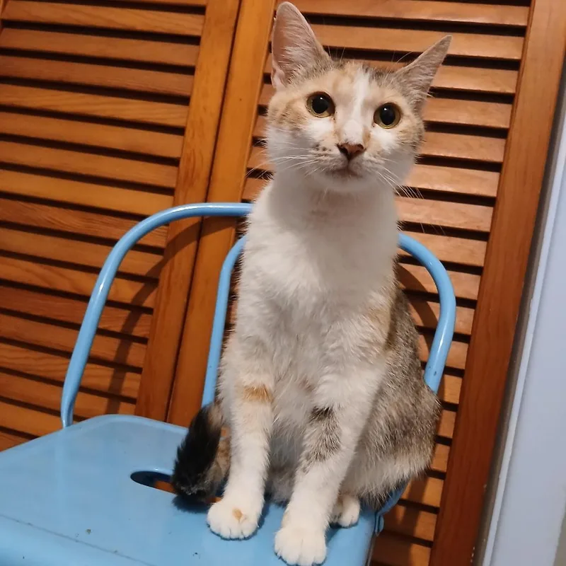 Juno