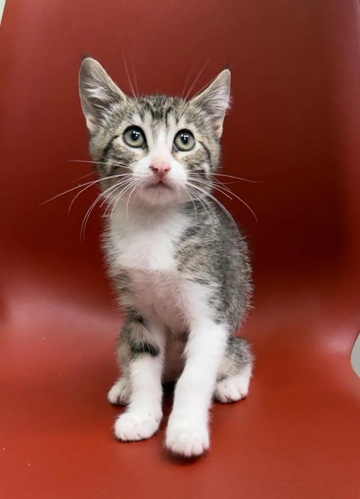 A baby medium-sized female Domestic Short Hair cat named Hazel for adoption in San Pedro, CA
