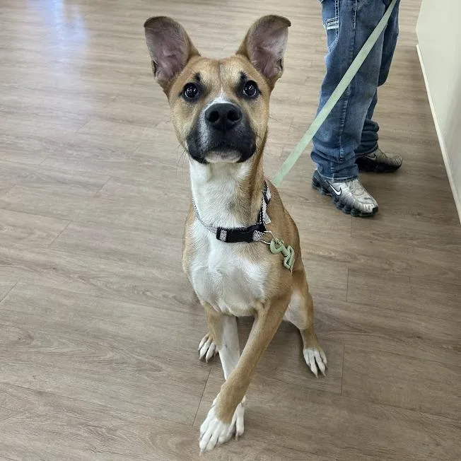 Svasstray thumbnail 2