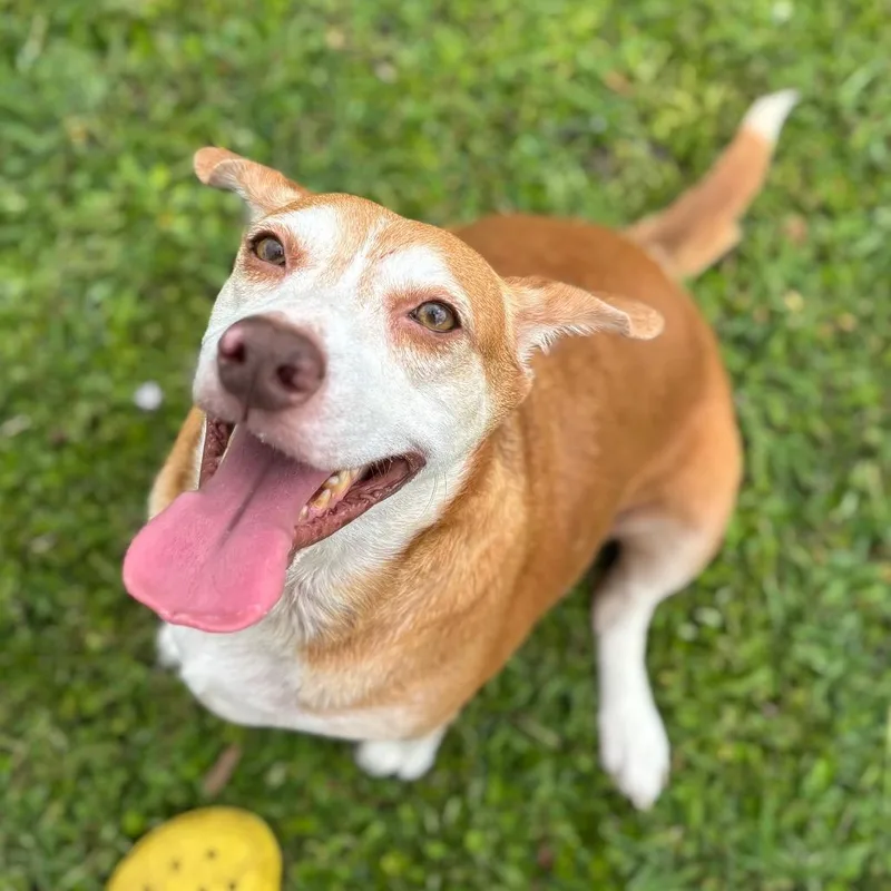 An adult medium-sized female Golden Beagle dog named Stella for adoption in Wellington, FL
