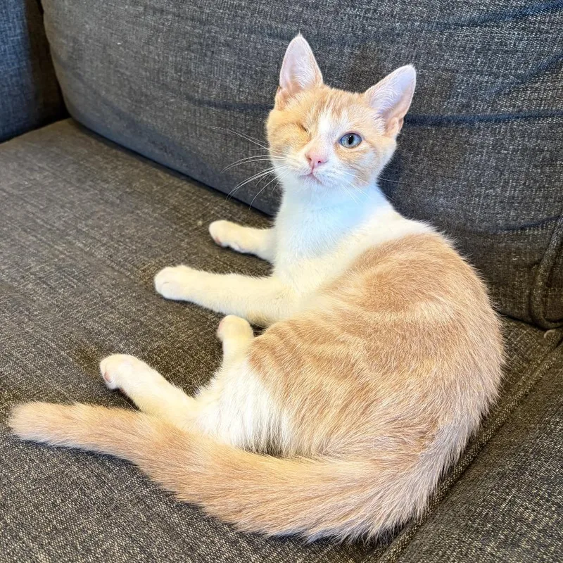 A baby small-sized male Orange / Red Domestic Short Hair cat named Uno for adoption in Costa Mesa, CA