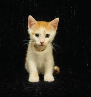 A baby small-sized male Domestic Short Hair cat named Mike D for adoption in Pueblo, CO