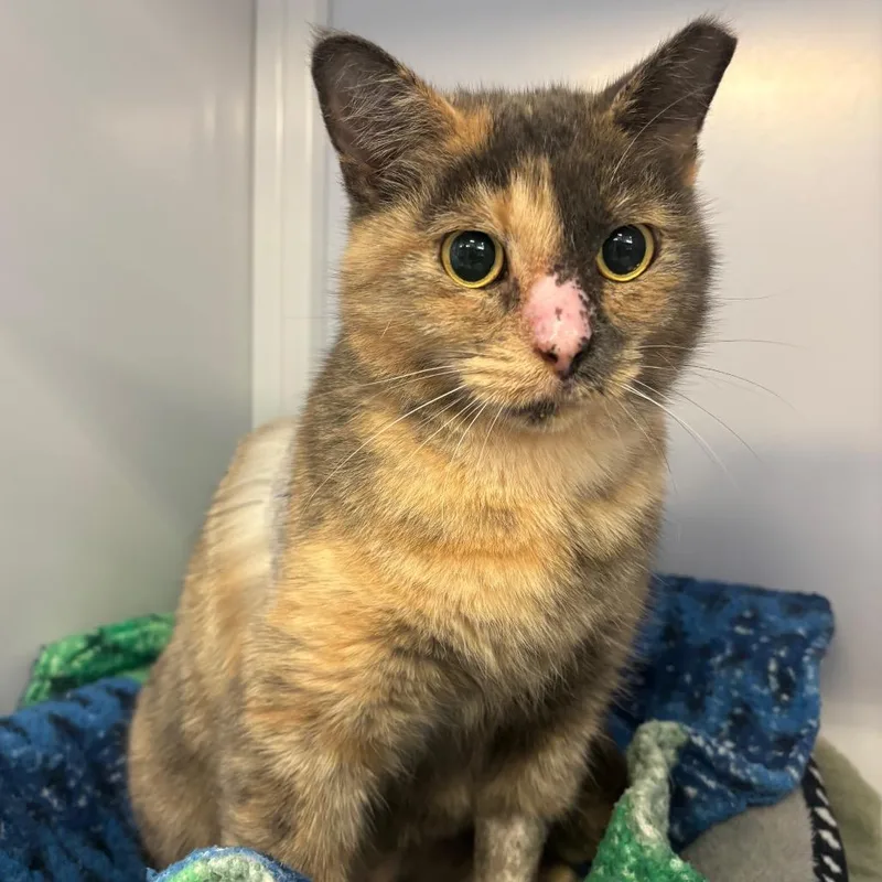 An adult large-sized female Tortoiseshell Domestic Short Hair cat named Patience for adoption in Sarasota, FL