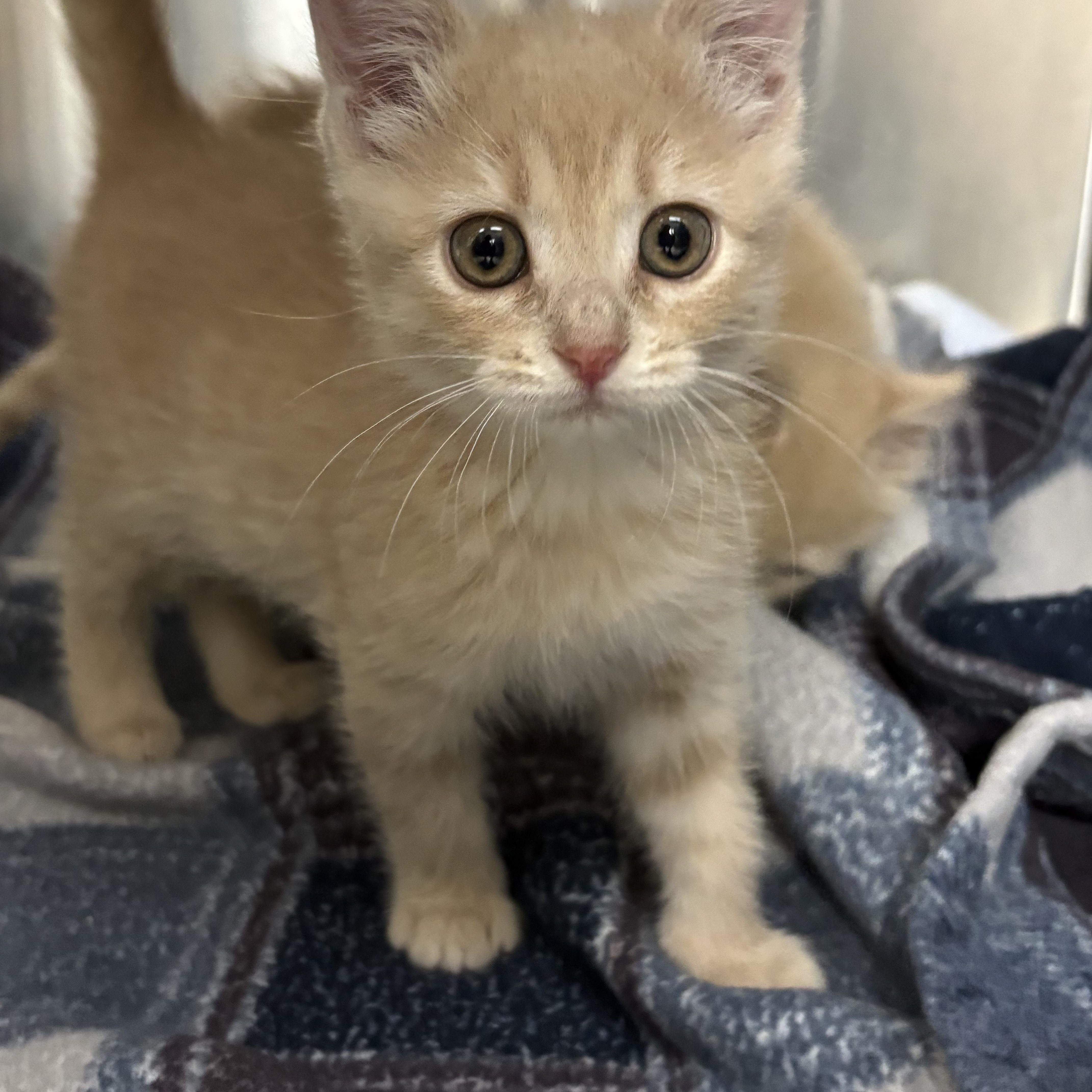 A baby medium-sized female Buff / Tan / Fawn Domestic Short Hair cat named Cheeto Cross Post for adoption in Tomah, WI