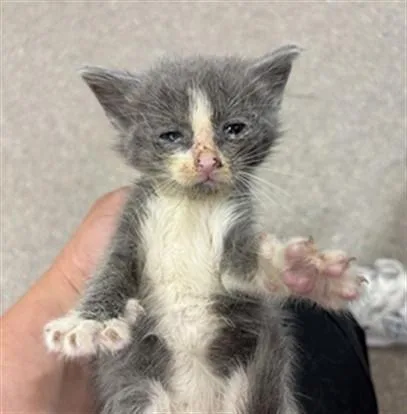 A baby small-sized male Domestic Short Hair cat named Grogu for adoption in Louisville, KY