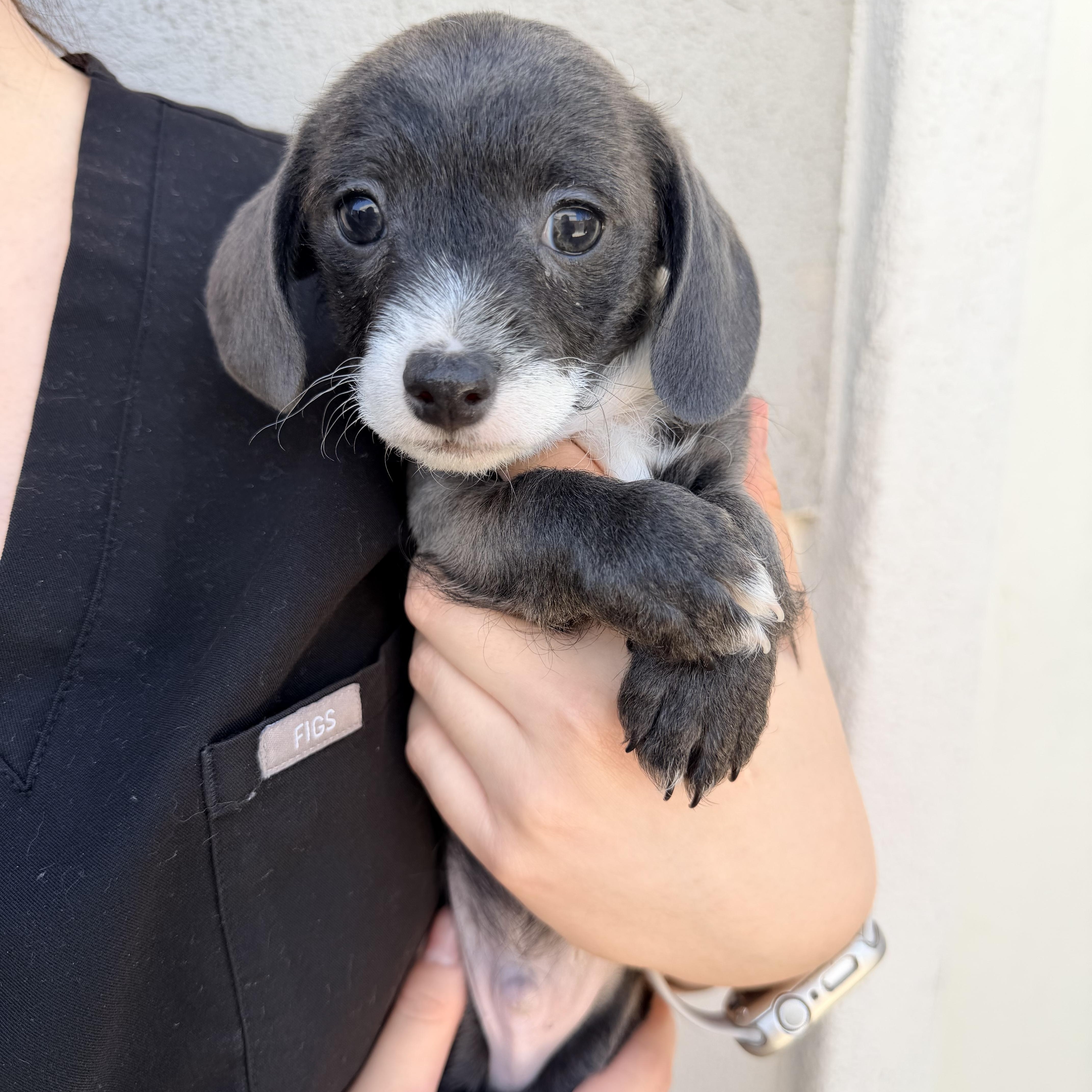 A baby small-sized male Mixed Breed dog named Baked Bean for adoption in Henderson, NV
