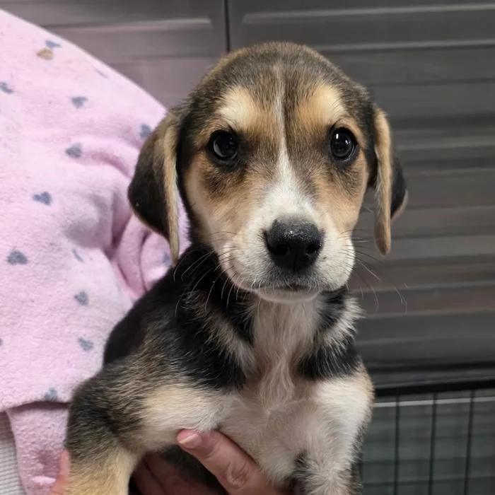 A baby medium-sized female Golden Retriever dog named River Pup Female for adoption in Fairfax, VA