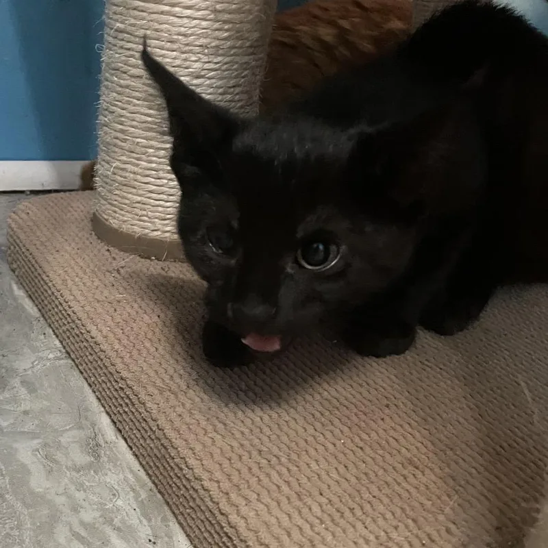 Claudette thumbnail 2