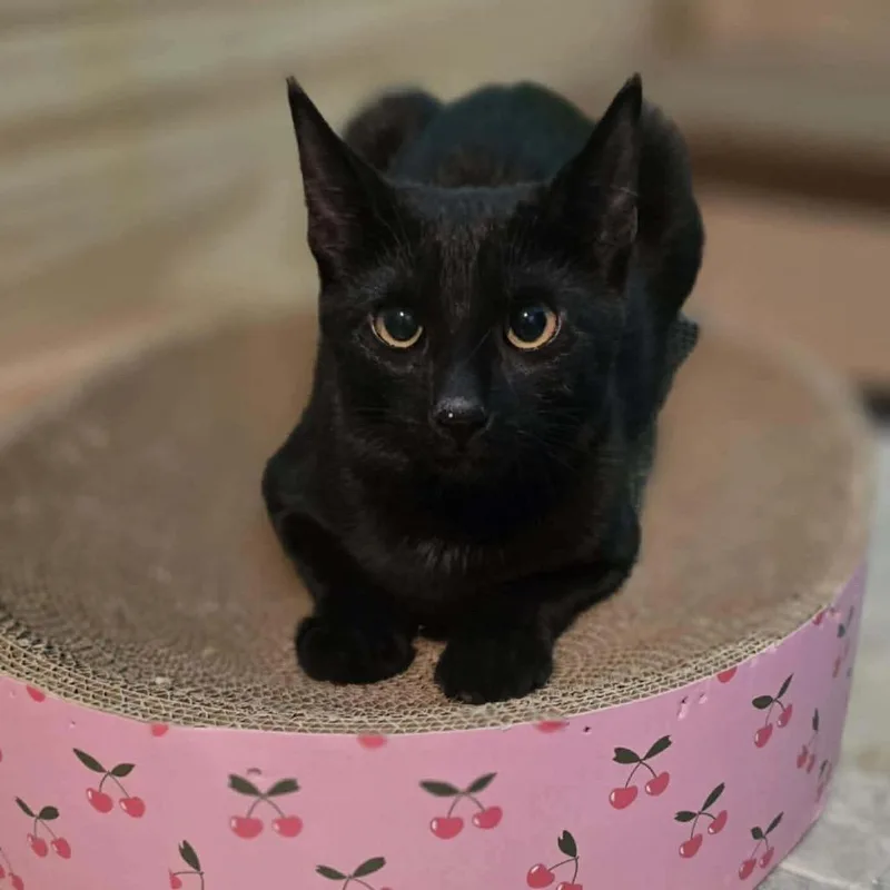 Claudette thumbnail 4