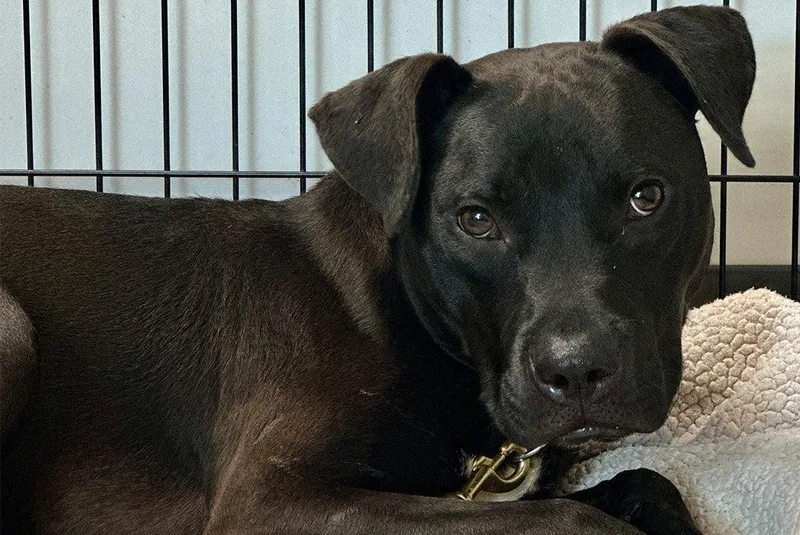 A young medium-sized male Mixed Breed dog named Abu for adoption in Weaverville, NC