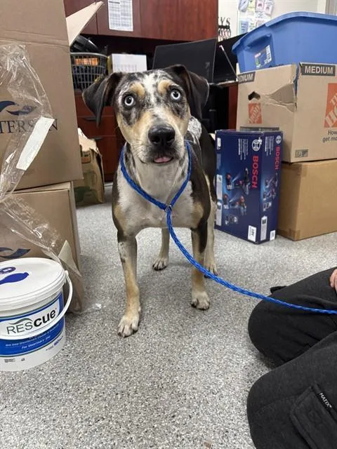 An adult large-sized female Labrador Retriever dog named Elsie for adoption in Pasadena, TX