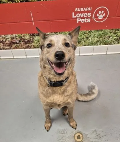 An adult medium-sized male Red / Chestnut / Orange Australian Cattle Dog / Blue Heeler dog named Maverick for adoption in Lafayette, IN