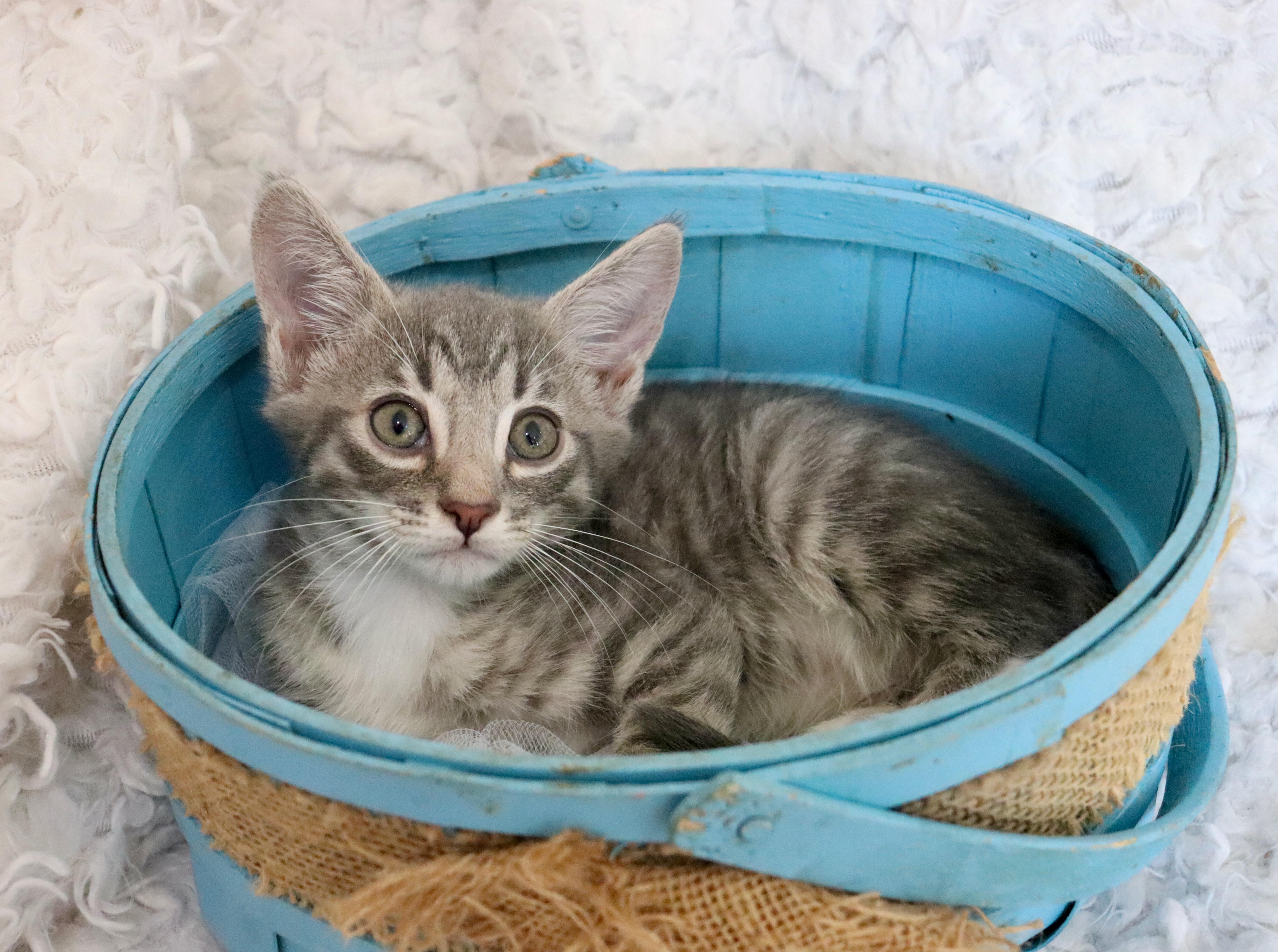A baby medium-sized male Tabby (Gray / Blue / Silver) Tabby cat named Juniper for adoption in Saint Augustine, FL