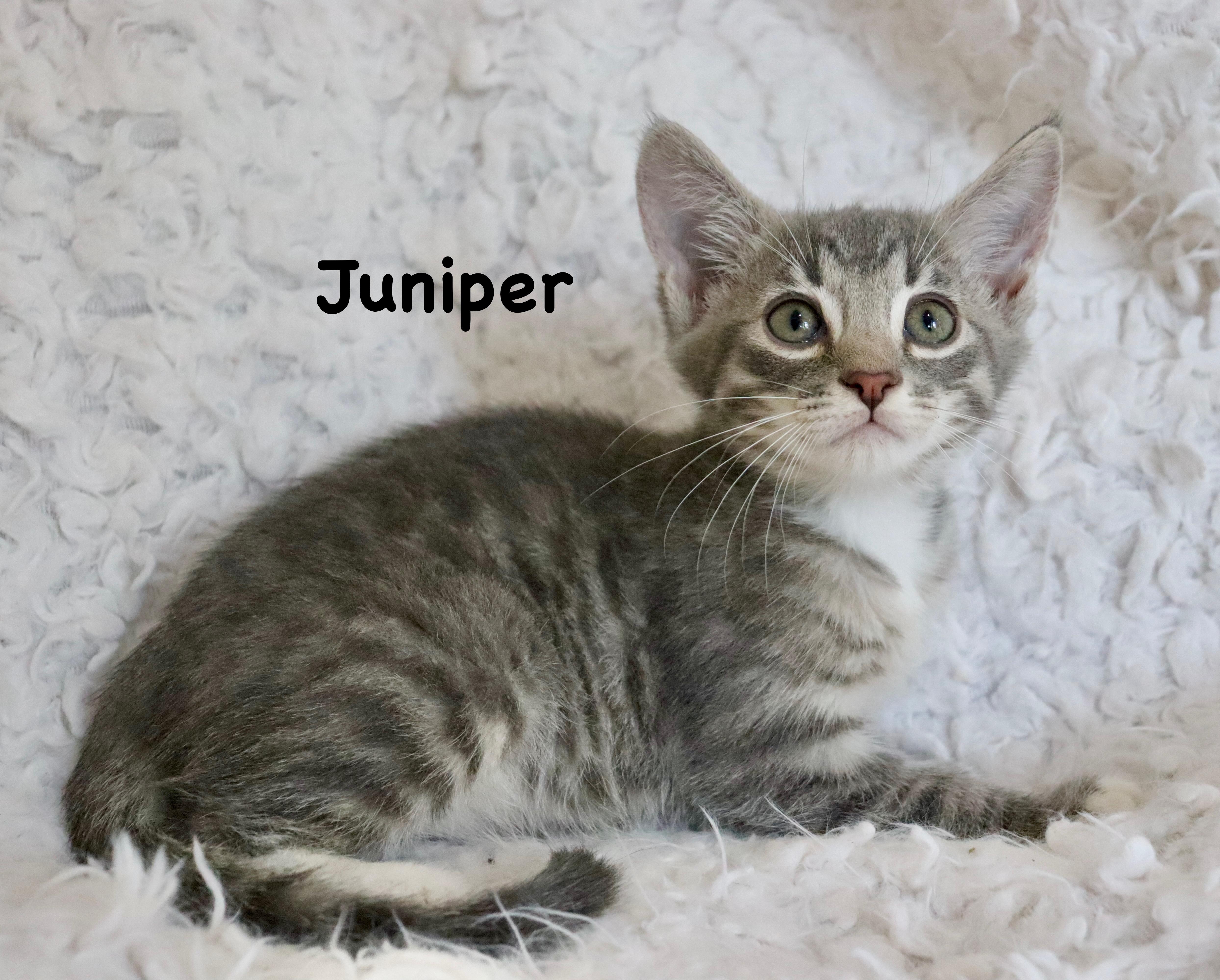 Juniper thumbnail 3