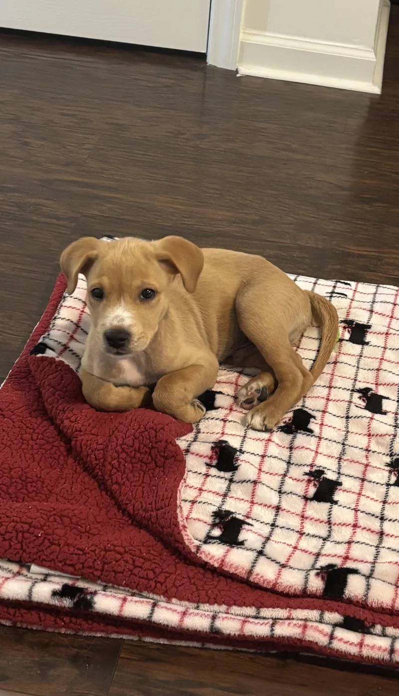A baby medium-sized male Labrador Retriever dog named Charlie Brown for adoption in Waxhaw, NC