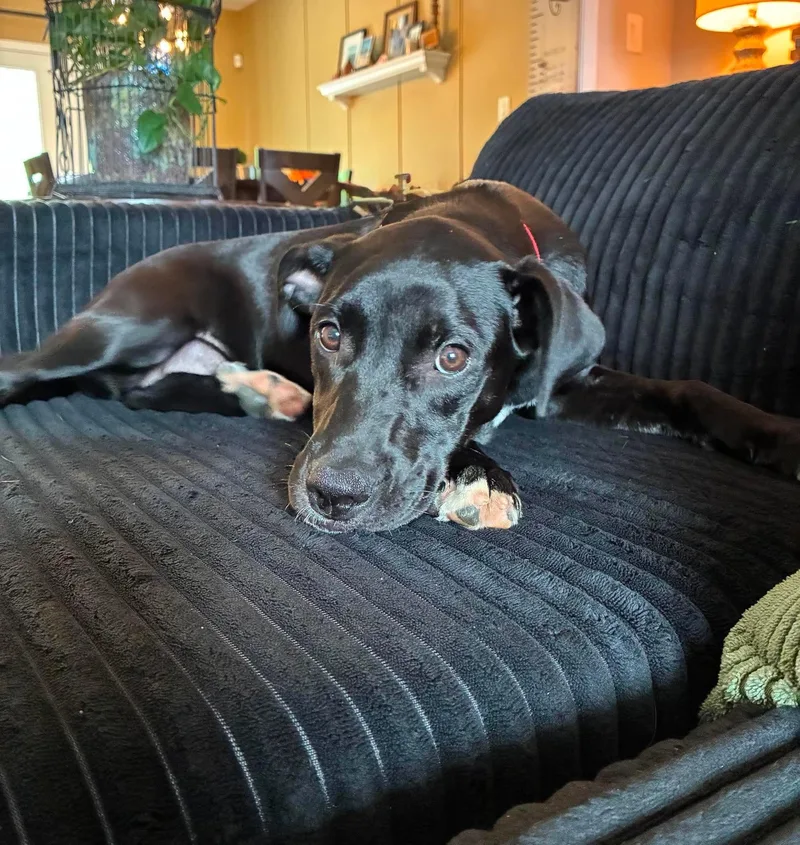 A baby medium-sized female Black Labrador Retriever dog named Caroline for adoption in Highland, NY