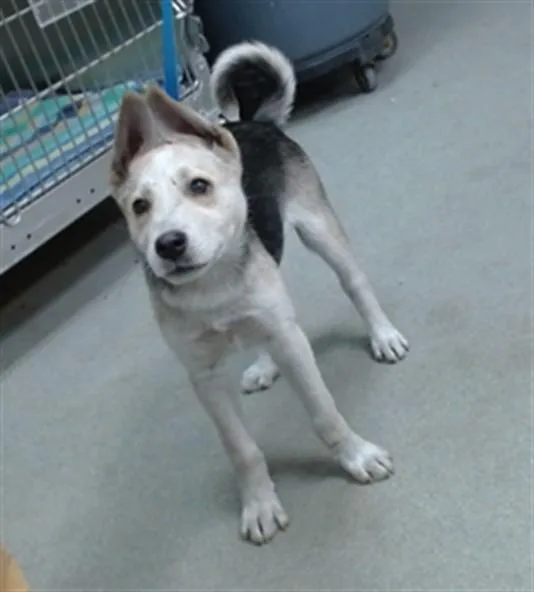 A baby small-sized female German Shepherd Dog dog named Maggie for adoption in Salinas, CA
