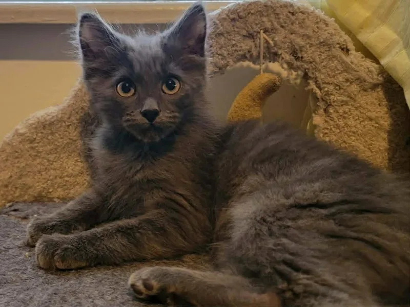 A young medium-sized male Domestic Medium Hair cat named Asher for adoption in Mansfield, TX
