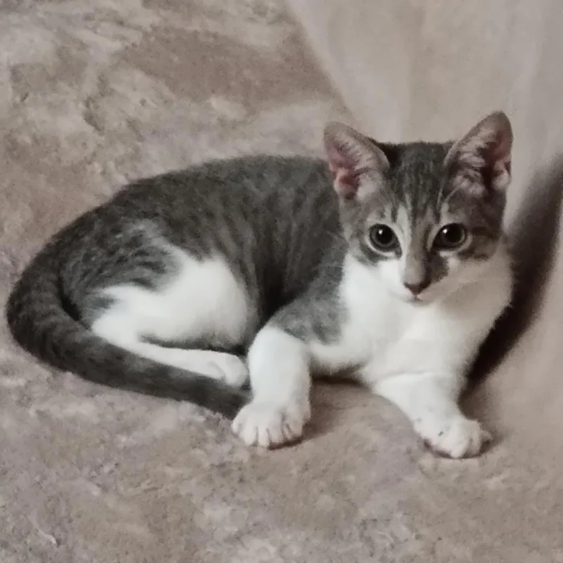 A baby small-sized male Gray / Blue / Silver Domestic Short Hair cat named Mojito for adoption in Greensboro, NC