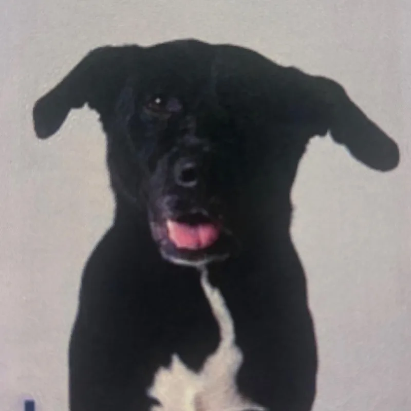 An adult large-sized male Black Labrador Retriever dog named Tux for adoption in Newark, DE
