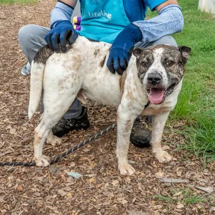 An adult large-sized male Mixed Breed dog named Remiel for adoption in Chamblee, GA