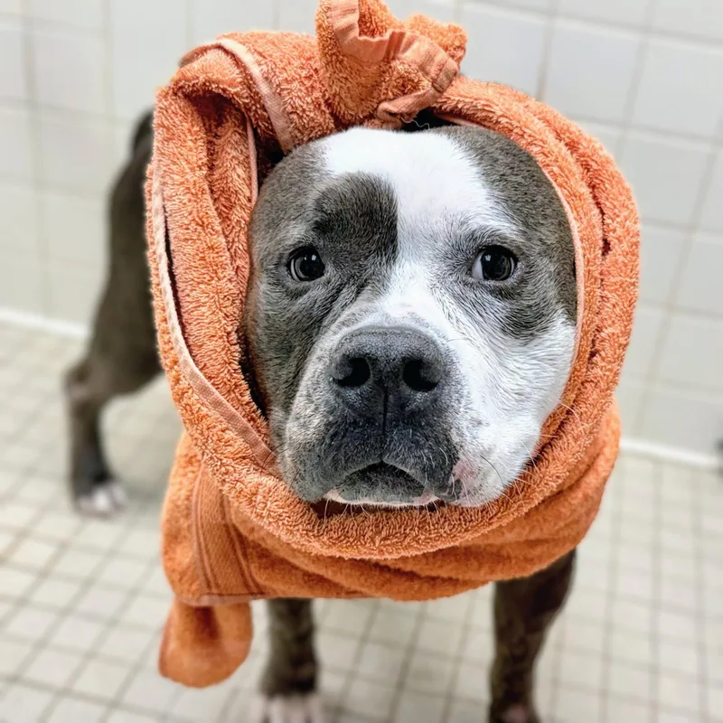A young medium-sized male Pit Bull Terrier dog named Marble for adoption in Oakland, CA