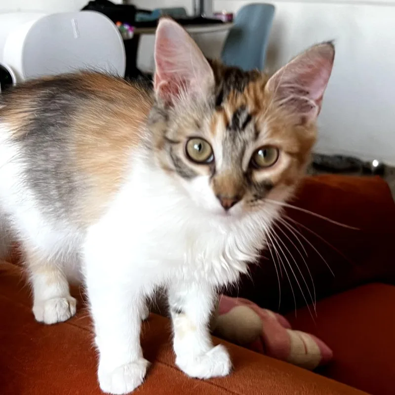 A baby small-sized female Calico Domestic Medium Hair cat named Kindle for adoption in Long Beach, CA