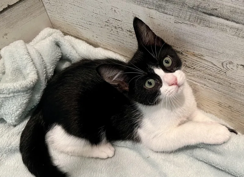 A baby medium-sized male Black & White / Tuxedo Domestic Short Hair cat named GI Joe for adoption in Rocky Hill, CT