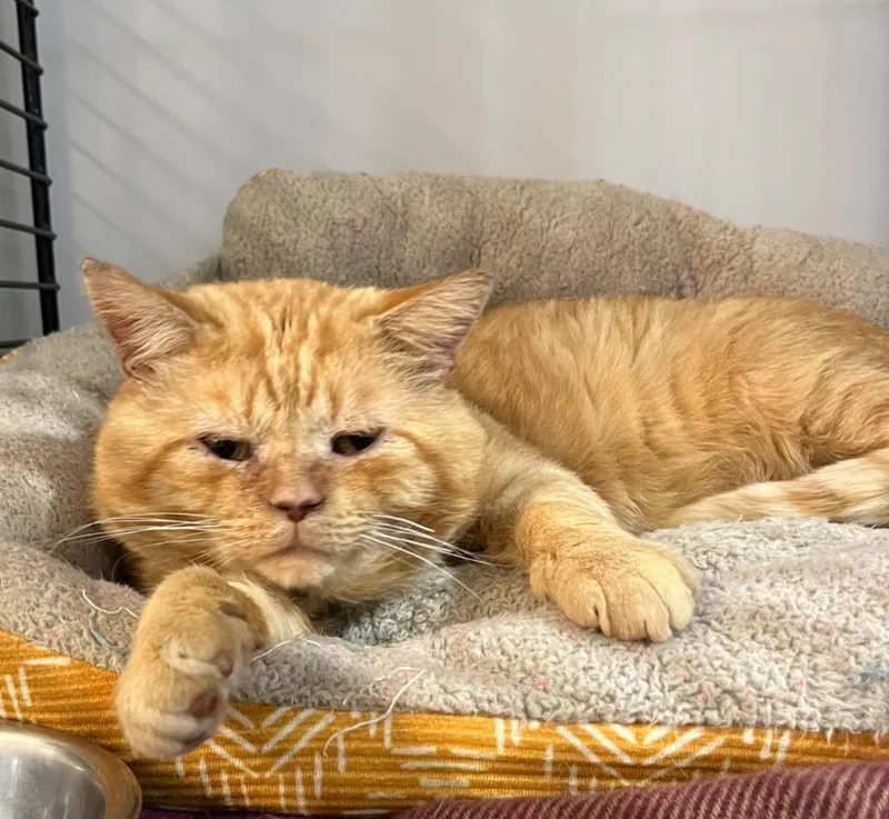 An adult medium-sized male Domestic Short Hair cat named Moon Pie FIV+ for adoption in Pierceton, IN
