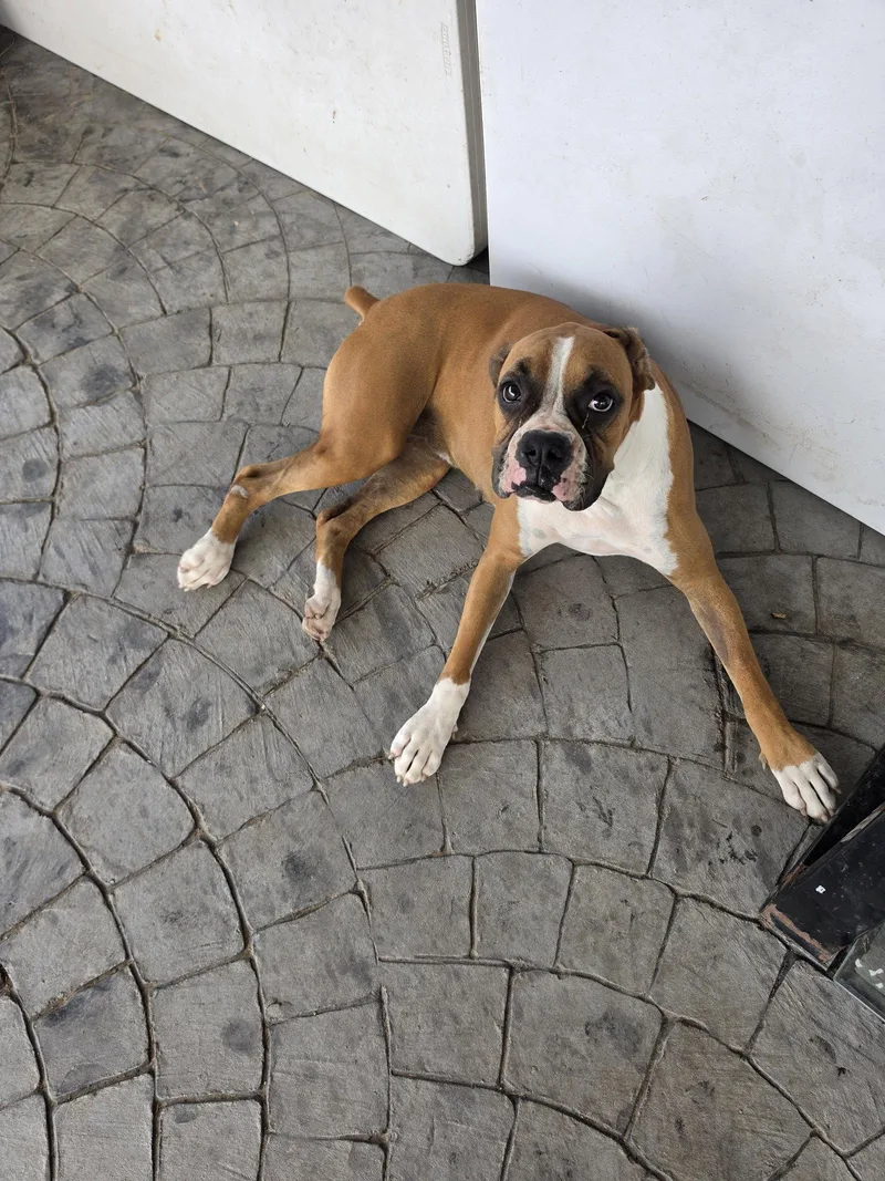 A young medium-sized female Boxer dog named Ursula for adoption in Katy, TX