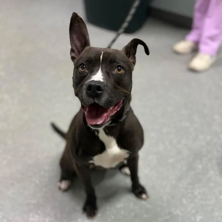 Chipotle thumbnail 2