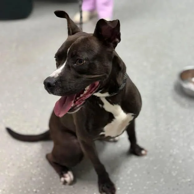 Chipotle thumbnail 3