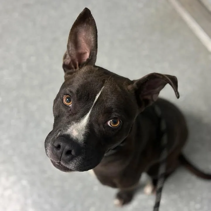 Chipotle thumbnail 4