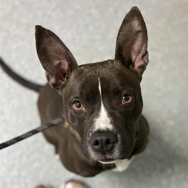 Chipotle thumbnail 5