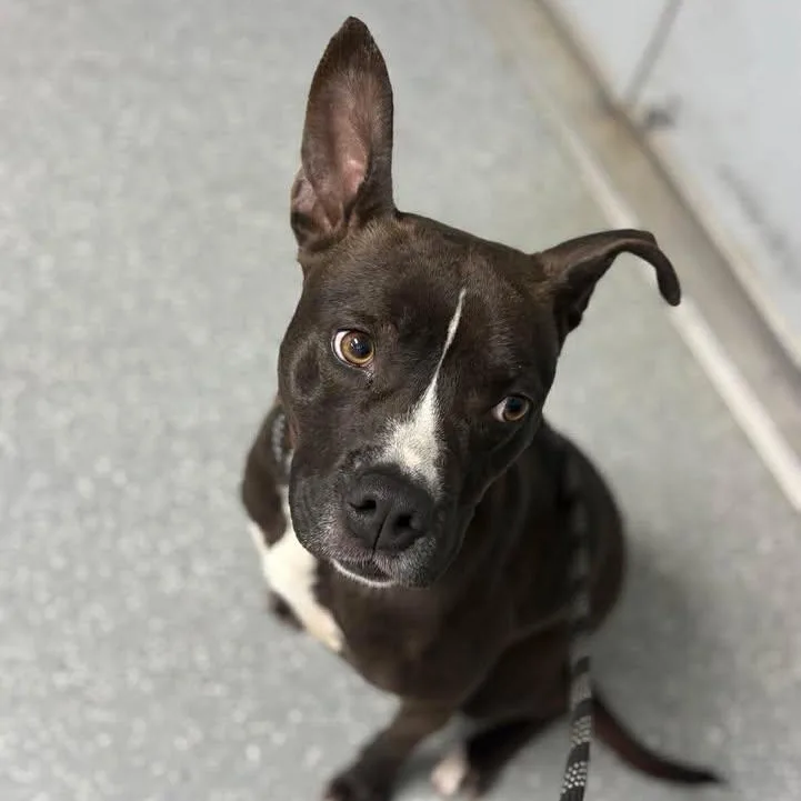 Chipotle thumbnail 6