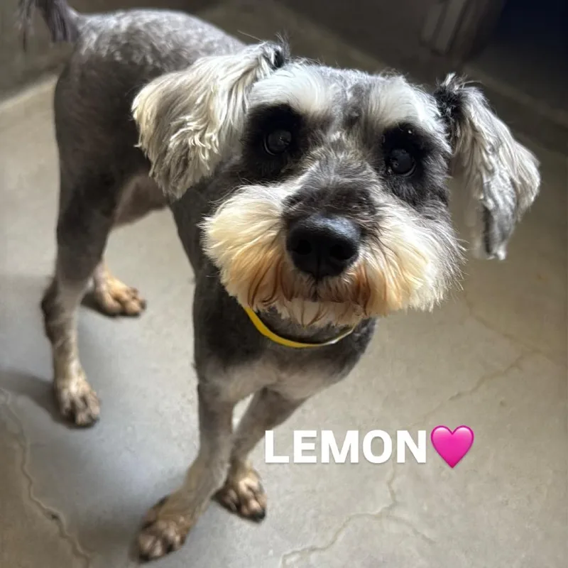 Lemon A thumbnail 3