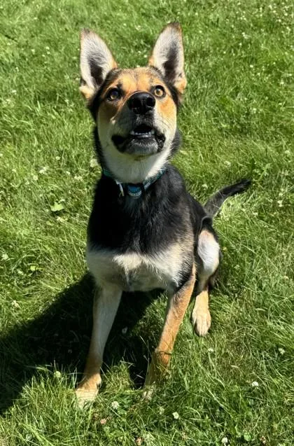 A young large-sized male Black German Shepherd Dog dog named Carhartt for adoption in Willmar, MN